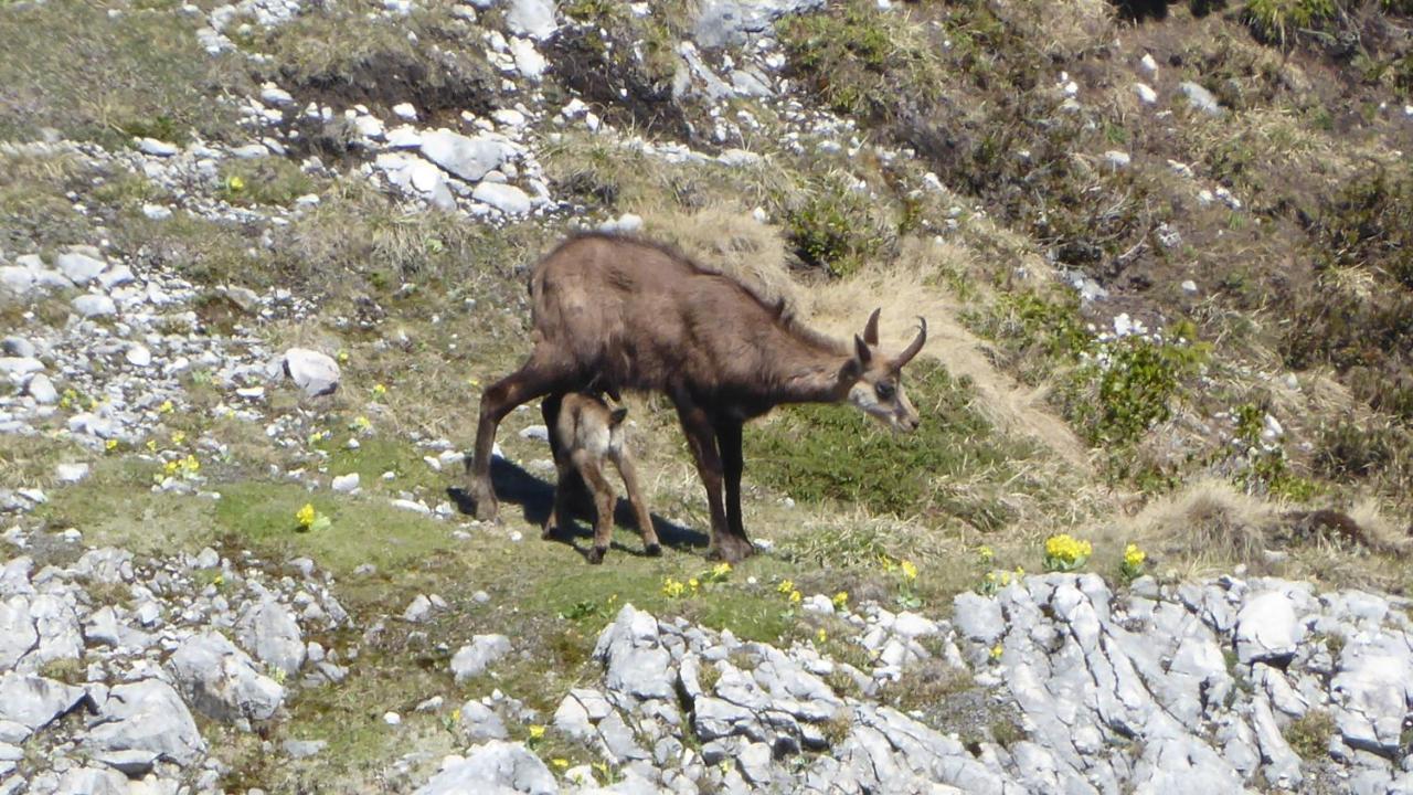 Fw Weissensee 44 Füssen Kültér fotó